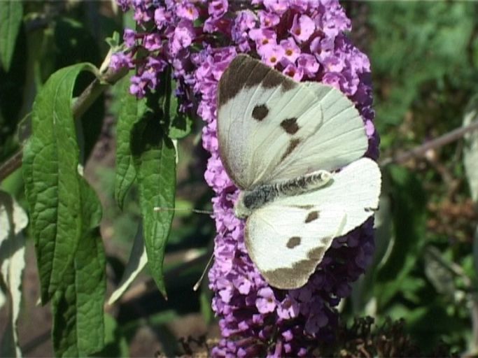Großer Kohlweißling ( Pieris brassicae ), Weibchen, auf Sommerflieder : Moers, in unserem Garten, 13.08.2005